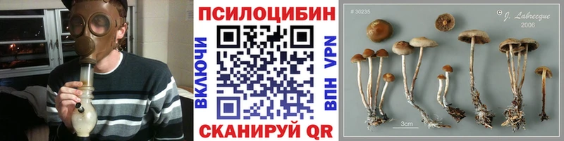 Купить закладки  Корсаков  Псилоцибиновые грибы Psilocybe 